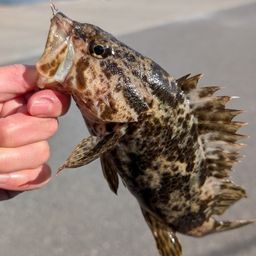 タケノコメバル