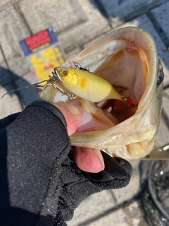 ラージマウスバスの釣果