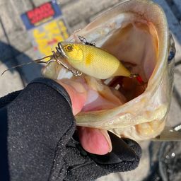 ラージマウスバス