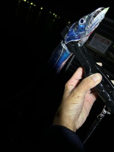 タチウオの釣果