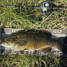 スモールマウスバス