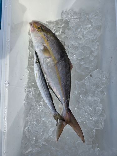 カンパチの釣果