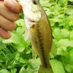 ラージマウスバス