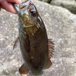 スモールマウスバス