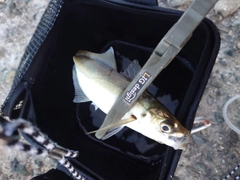 マアジの釣果