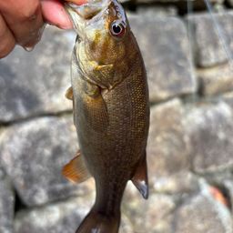 スモールマウスバス