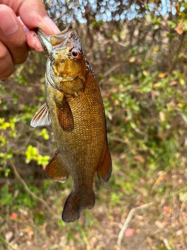 スモールマウスバスの釣果