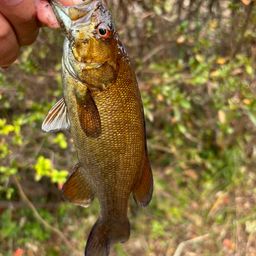 スモールマウスバス