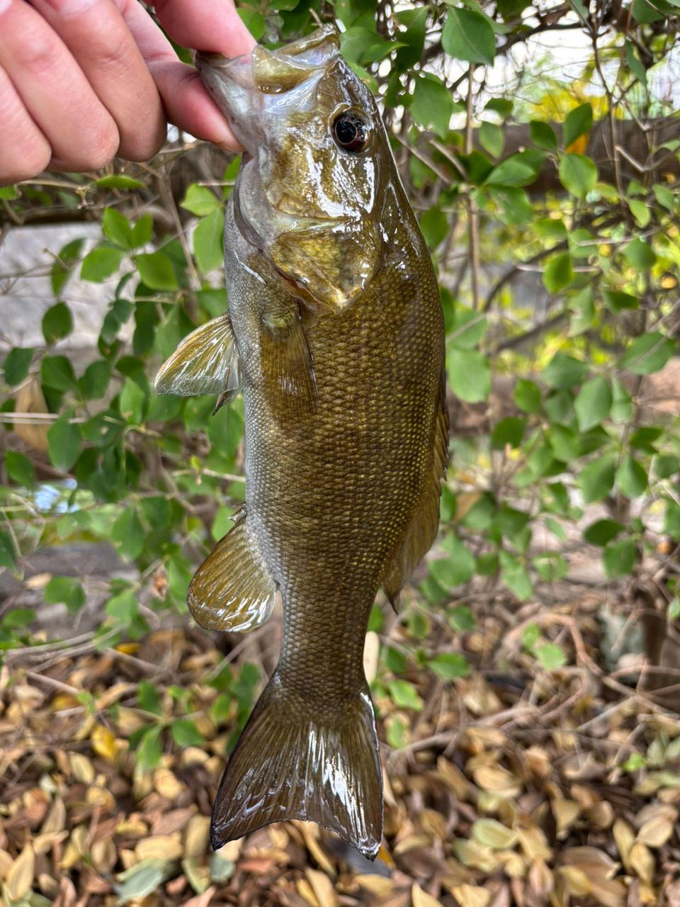 スモールマウスバス