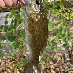 スモールマウスバス