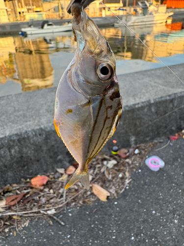 ヒイラギの釣果