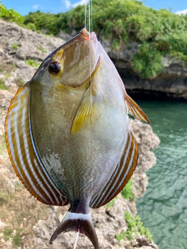 クロハギの釣果