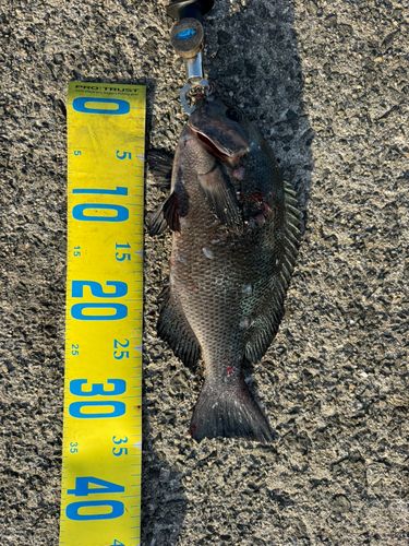 クチブトグレの釣果