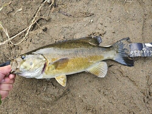 スモールマウスバスの釣果