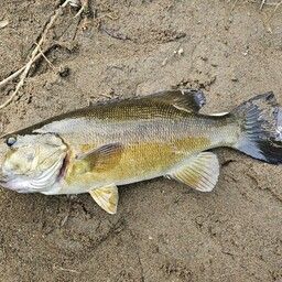 スモールマウスバス