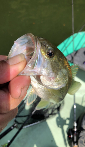 ブラックバスの釣果