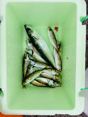 アジの釣果
