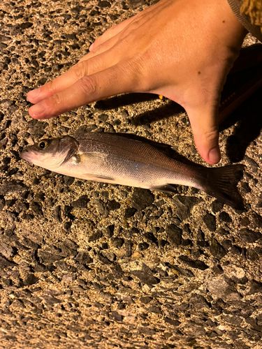 マリナタウン海浜公園