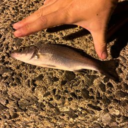 セイゴ（ヒラスズキ）