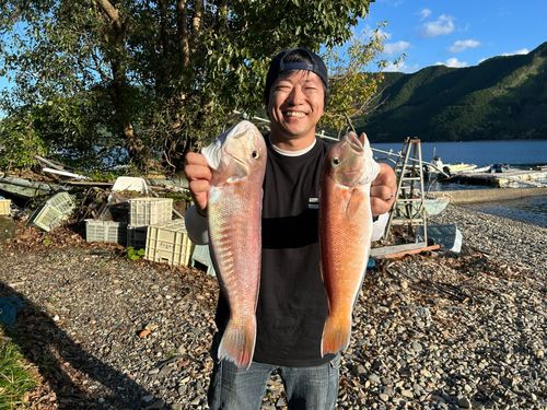シロアマダイの釣果