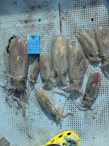 アオリイカの釣果