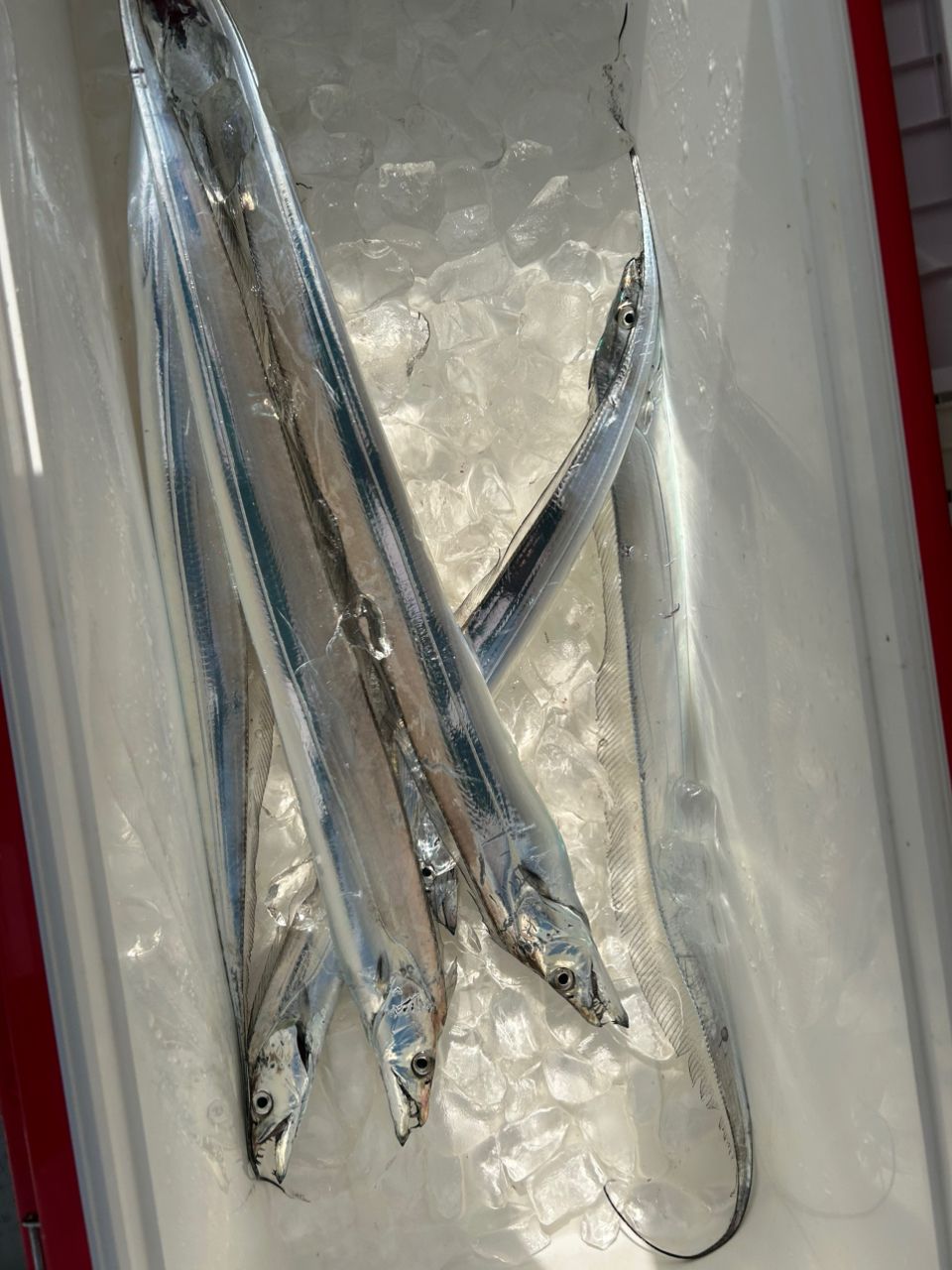 名古屋のKAZUさんの釣果 1枚目の画像