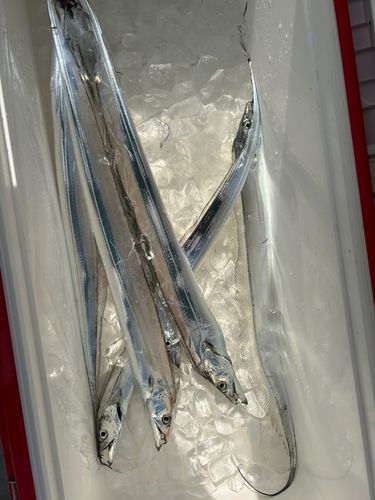 タチウオの釣果