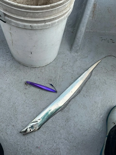 タチウオの釣果