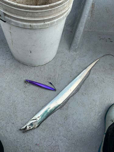 タチウオの釣果