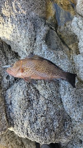 オオモンハタの釣果