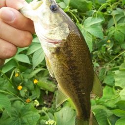 ラージマウスバス