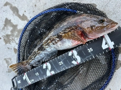 アイナメの釣果