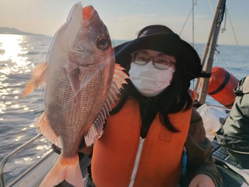 マダイの釣果