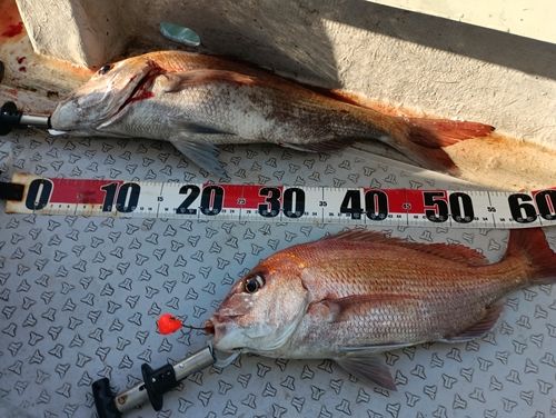 マダイの釣果