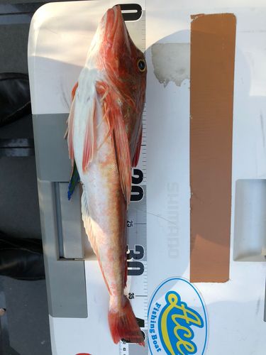 ホウボウの釣果