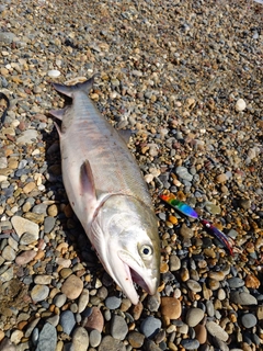 アキアジの釣果