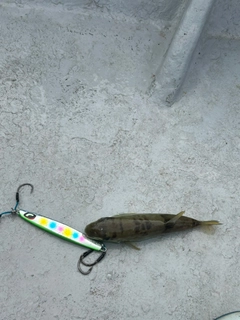 シロサバフグの釣果