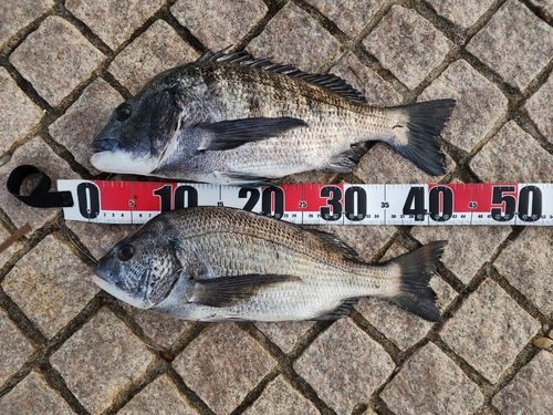 クロダイの釣果