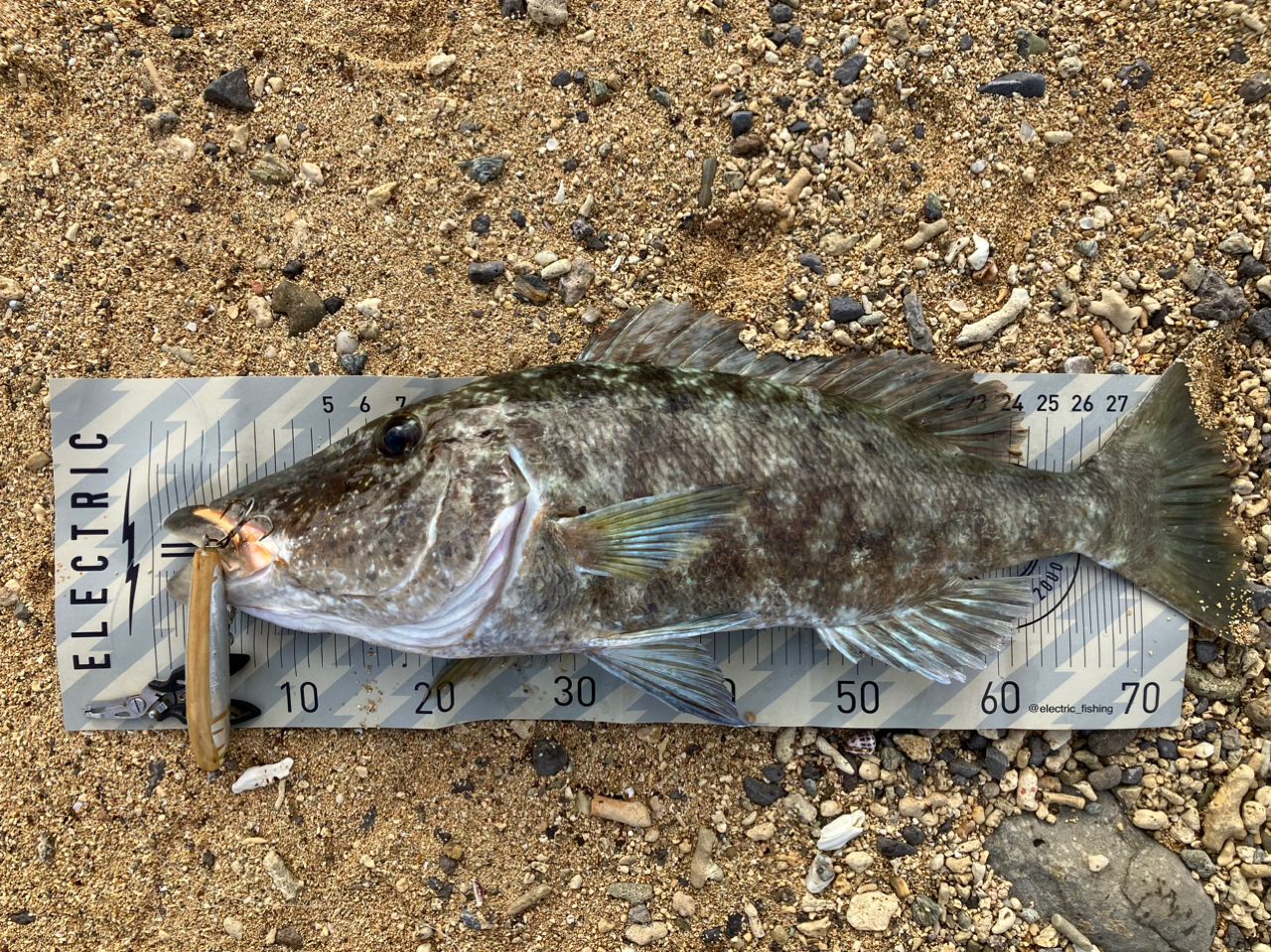 キツネフエフキ