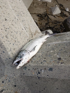 アキアジの釣果