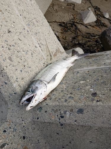 アキアジの釣果