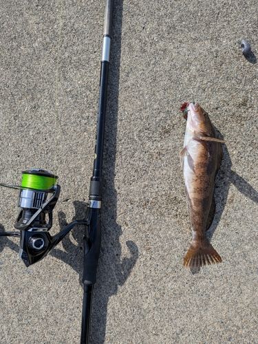 アイナメの釣果