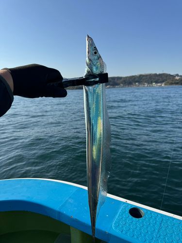 タチウオの釣果