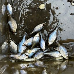 タイリクバラタナゴ