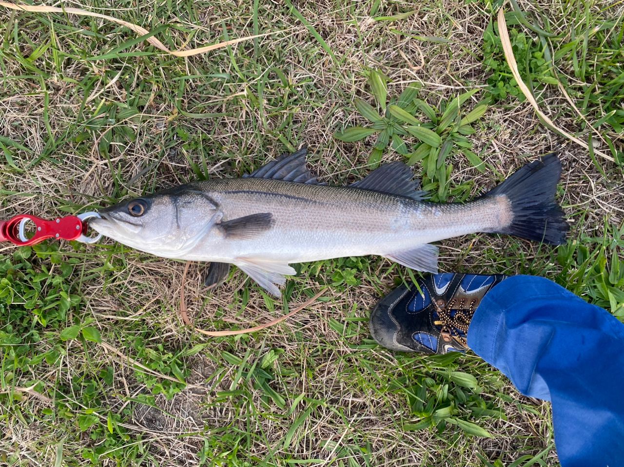 SHIMANO 18ディアルーナ S110Mの最安値・インプレ・釣果 | 本音の