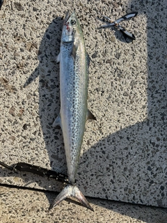 サワラの釣果
