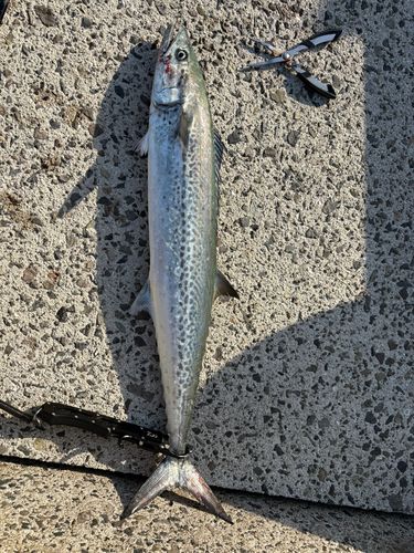 サワラの釣果