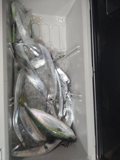 タチウオの釣果
