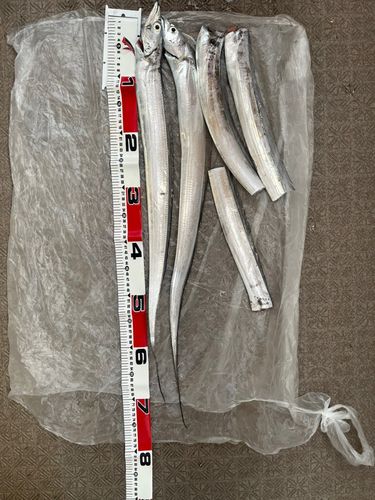 タチウオの釣果