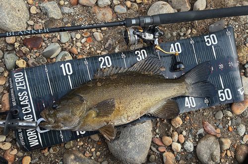 スモールマウスバスの釣果